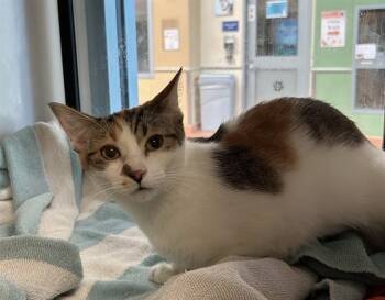 COOKIE -  Domestic Short Hair Cat for Adoption in San Jose, California - COOKIE | PetCurious