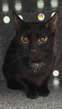 Pixie -  Domestic Short Hair Cat for Adoption in Athens, Tennessee - Pixie | PetCurious
