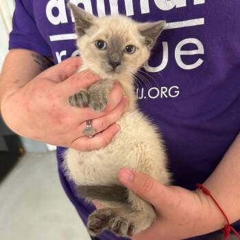 Hyacinth -  Domestic Short Hair Cat for Adoption in Trenton, New Jersey - Hyacinth | PetCurious