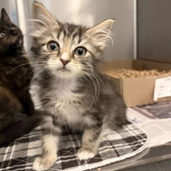 Bear -  Domestic Medium Hair Cat for Adoption in Marshall, Virginia - Bear | PetCurious