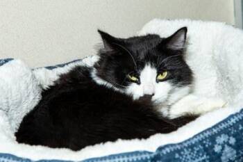 Coco -  Domestic Medium Hair and Domestic Short Hair Cat for Adoption in Longmont, Colorado - Coco | PetCurious