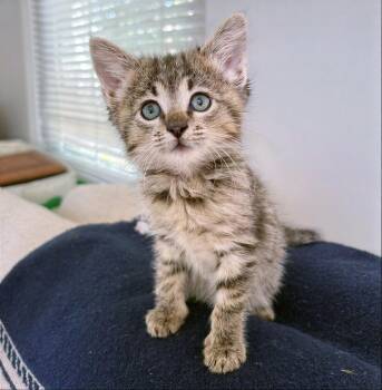 Nova -  Domestic Short Hair Cat for Adoption in Nashville, Tennessee - Nova | PetCurious