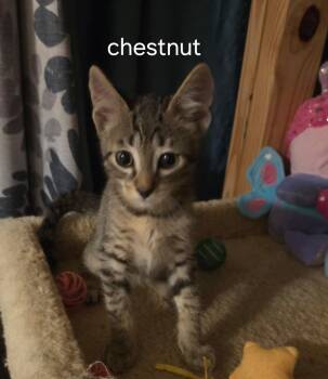 Chestnut -  Domestic Short Hair Cat Available for Adoption in Oviedo, Florida - Chestnut | PetCurious