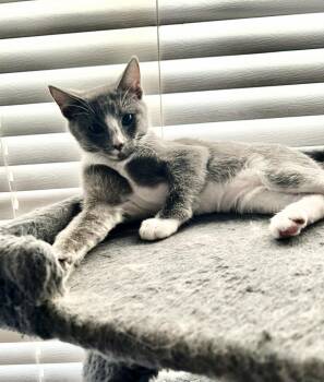 Mouse Summerville -  Domestic Short Hair and Tuxedo Cat for Adoption in Chandler, Arizona - Mouse Summerville | PetCurious