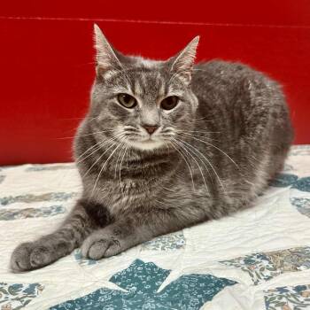 Rescue Domestic Short Hair Cats for Adoption in Union, Missouri - Emerald Q5 | PetCurious