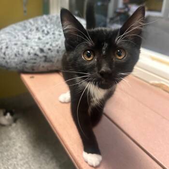Greg -  Domestic Short Hair Cat for Adoption in Fresno, California - Greg | PetCurious