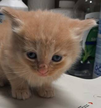 Manny -  Domestic Long Hair Cat for Adoption in Georgetown, Ohio - Manny | PetCurious