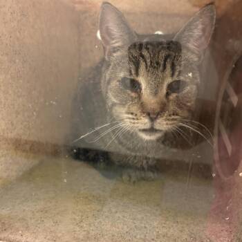 Samber -  Domestic Short Hair Cat for Adoption in Philadelphia, Pennsylvania - Samber | PetCurious