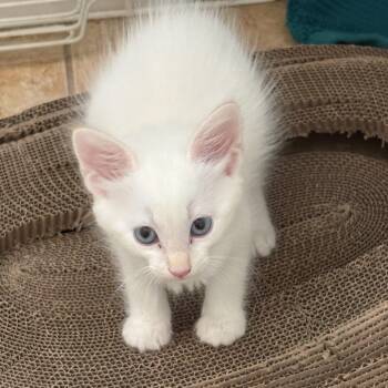 Percival -  Siamese Cat for Adoption in Chattanooga, Tennessee - Percival | PetCurious