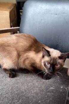 Fancy -  Siamese Cat for Adoption in Attalla, Alabama - Fancy | PetCurious