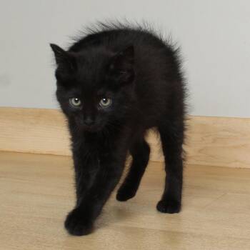 Black Licorice C68924 -  Domestic Short Hair Cat for Adoption in Minnetonka, Minnesota - Black Licorice C68924 | PetCurious
