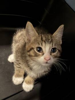 Water Hazard -  Domestic Short Hair Cat for Adoption in Wheaton, Illinois - Water Hazard | PetCurious