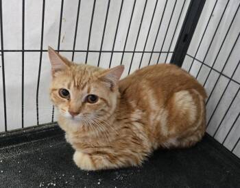 Tyco -  Domestic Short Hair Cat Available for Adoption in Dickson, Tennessee - Tyco | PetCurious