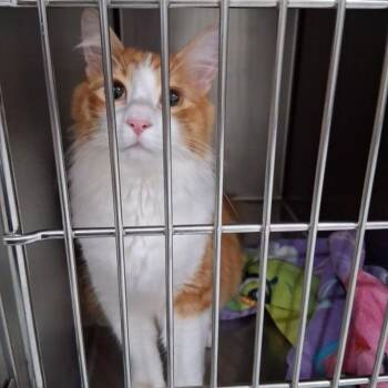 Panchito -  Domestic Medium Hair Cat for Adoption in Lake Havasu City, Arizona - Panchito | PetCurious
