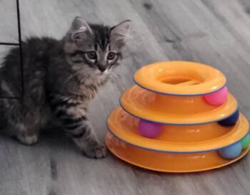 Domestic Short Hair Cats Available for Adoption in Bloomington, Indiana - River | PetCurious