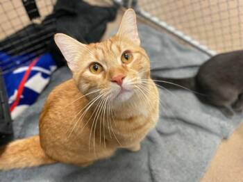 POPCORN -  Domestic Short Hair Cat for Adoption in Fort Wayne, Indiana - POPCORN | PetCurious