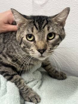 Rescue Domestic Short Hair Cats for Adoption in West Chester, Pennsylvania - Jay-Z | PetCurious