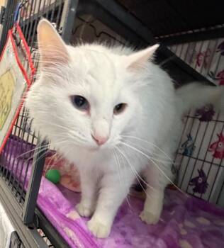 Domestic Medium Hair Cats Available for Adoption in Columbia, Illinois - White(George) | PetCurious
