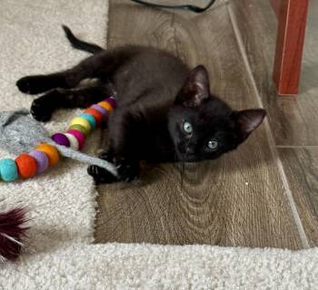 Beans Cattington -  Domestic Short Hair Cat for Adoption in Chandler, Arizona - Beans Cattington | PetCurious