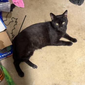 Maurice -  Domestic Short Hair Cat for Adoption in Philadelphia, Pennsylvania - Maurice | PetCurious