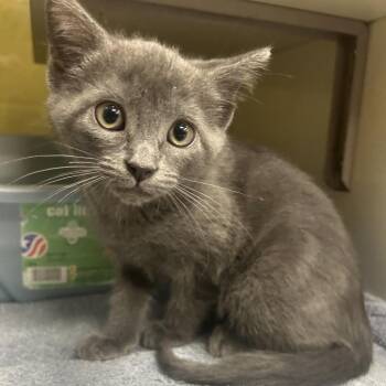Carolina -  Domestic Short Hair Cat for Adoption in West Olive, Michigan - Carolina | PetCurious