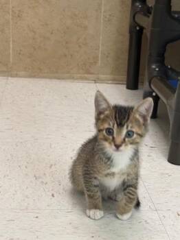 Wicked Witch -  Domestic Short Hair Cat for Adoption in Hobbs, New Mexico - Wicked Witch | PetCurious