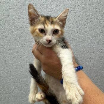 Bluebonnet -  Domestic Short Hair Cat for Adoption in Waco, Texas - Bluebonnet | PetCurious