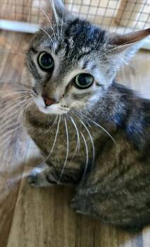 Yosemite -  Domestic Short Hair Cat for Adoption in Penndel, Pennsylvania - Yosemite | PetCurious