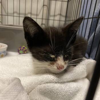 Gucci -  Domestic Short Hair Cat for Adoption in Stephenville, Texas - Gucci | PetCurious
