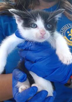 OREO -  Domestic Short Hair Cat for Adoption in Louisville, Kentucky - OREO | PetCurious