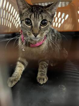 Rescue Domestic Short Hair Cats for Adoption in Palmetto, Florida - A132432 | PetCurious