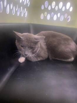 Domestic Short Hair Cats Available for Adoption in Gainesville, Florida - Stan | PetCurious