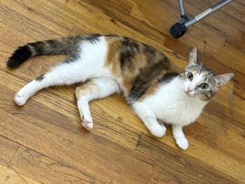 Michelle -  Domestic Short Hair Cat for Adoption - Michelle | PetCurious