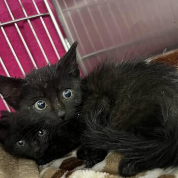 River -  Domestic Short Hair Cat for Adoption in Idaho Falls, Idaho - River | PetCurious