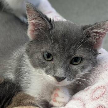 Pita -  Domestic Short Hair Cat for Adoption in Hendersonville, North Carolina - Pita | PetCurious