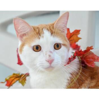 Traveling Man -  Domestic Short Hair and Tiger Cat for Adoption in Sanford, Florida - Traveling Man | PetCurious