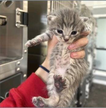 Domestic Short Hair Cats Available for Adoption in Fort Worth, Texas - Saint | PetCurious