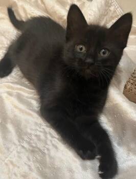 Domestic Short Hair Cats Available for Adoption in Pleasanton, California - Europe | PetCurious