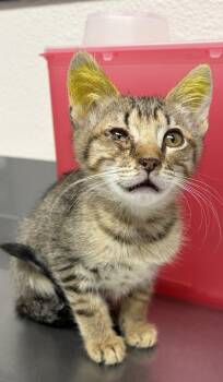 Zelda -  Domestic Short Hair Cat for Adoption in Vancouver, Washington - Zelda | PetCurious