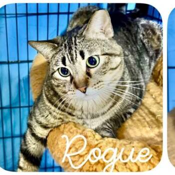 Rogue -  Domestic Short Hair Cat for Adoption in Casa Grande, Arizona - Rogue | PetCurious