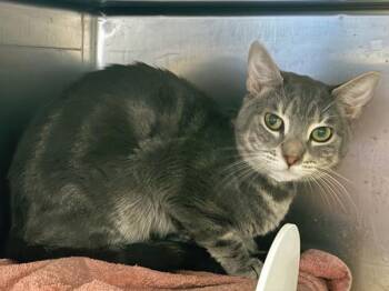 Biscotti -  Domestic Short Hair Cat for Adoption in New York, New York - Biscotti | PetCurious