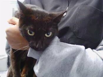 MAMA -  Domestic Short Hair Cat for Adoption in Charlotte, North Carolina - MAMA | PetCurious