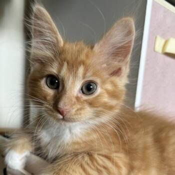 Mac -  Domestic Short Hair Cat for Adoption in Janesville, Wisconsin - Mac | PetCurious