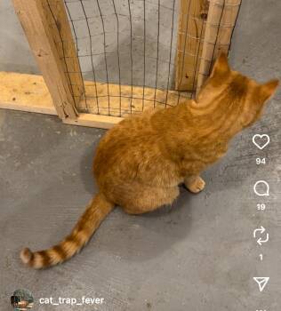 Rescue Domestic Short Hair Cats for Adoption in Belding, Michigan - Sherman | PetCurious