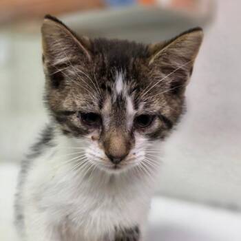 Domestic Short Hair Cats Available for Adoption in Charleston, West Virginia - Louis Booker | PetCurious