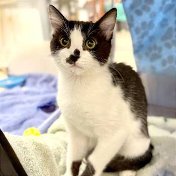 Fifi -  Domestic Short Hair Cat for Adoption in Pleasant Hill, California - Fifi | PetCurious