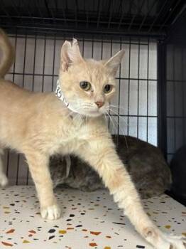 26-535 -  Domestic Short Hair Cat for Adoption in Barnesville, Georgia - 26-535 | PetCurious