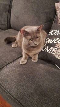 C71 Litter-Smokey (Needs Foster) -  Domestic Short Hair Cat for Adoption in Livonia, Michigan - C71 Litter-Smokey (Needs Foster) | PetCurious