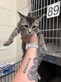 Jake -  Domestic Short Hair Cat for Adoption in Ashland, Virginia - Jake | PetCurious