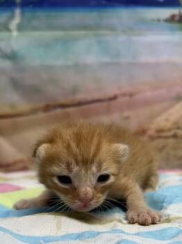 Dapper -  Domestic Short Hair Cat for Adoption in San Antonio, Texas - Dapper | PetCurious